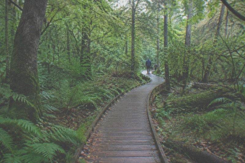 Moseley Bog and Joy's Wood