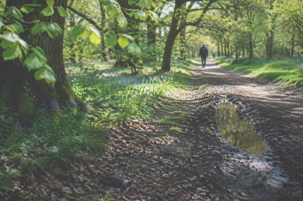 A woodland path in Sutton Park with dappled light through the trees